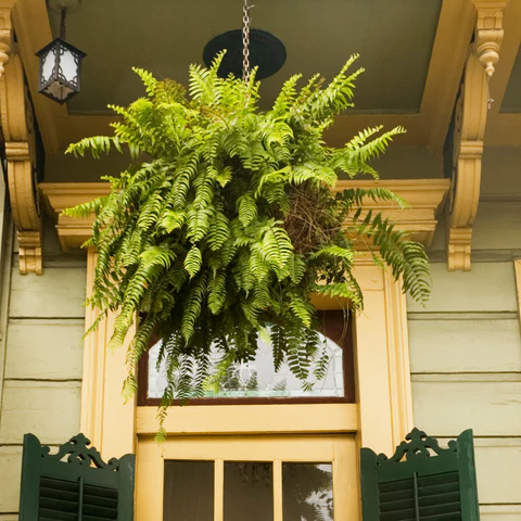 Top Picks for Thriving Hanging Basket Plants
