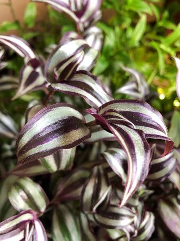 Top Plants for Stunning Hanging Baskets